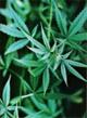 How to Legally Operate a Medical Marijuana Delivery Service Discussed...